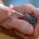 Illustration for article titled Baby Hedgehogs Rescued • Man Assaults Unconscious Girlfriend; Posts Video Online